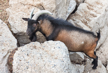 goat standing among the rocks