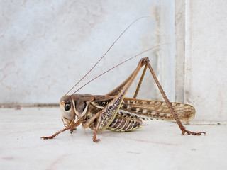 Locust on a light background