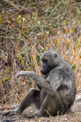 Fototapeta premium Baboon monkey in Kruger National park - South Africa