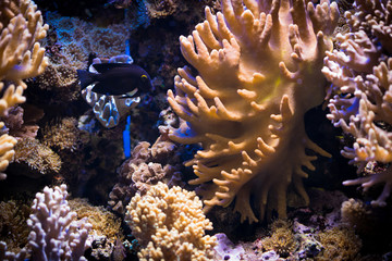 Fish swimming in coral reef