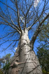 Photo sur Aluminium brossé Baobab Baobab