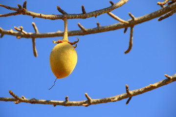 Les fruits du baobab.