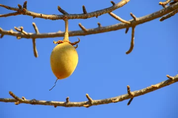 Fototapete Baobab Die Früchte des Baobab.