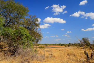 Obraz premium African Landscape in Kruger National Park, South Africa