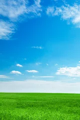 Fotobehang blue sky and field of fresh green grass © Ruslan Grumble