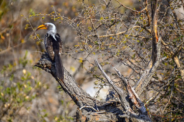Hornbill in Kruger National park - South Africa