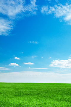 blue sky and field of fresh green grass