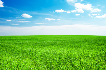 blue sky and field of green grass