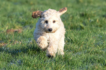 cocker poo