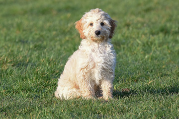 cocker poo