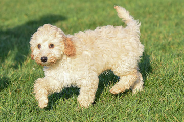 cocker poo