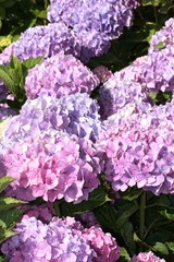 Obraz premium Summer in Stresa at Lake Maggiore with colorful hydrangeas blossoms, Piedmont Italy 