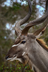 Kudu in Kruger National park -South AFrica