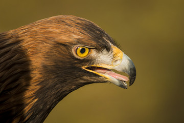 Portrait eines Steinadlers