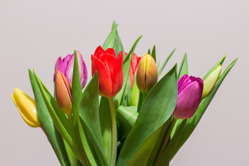 Bunter Tulpenstrauß, Frühling