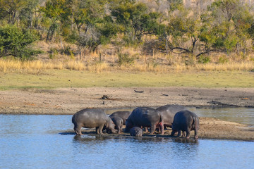 Naklejka na ściany i meble Hippo in Kruger National park - South Africa