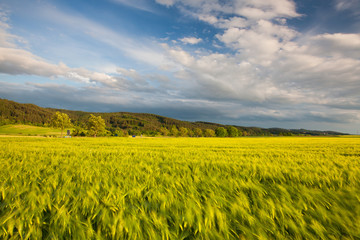 On the edge of a cornfield