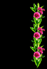 Bouquet of flowers carnation.
