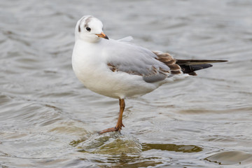 Close up view of seagull