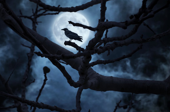 Black Raven on Branch at Night