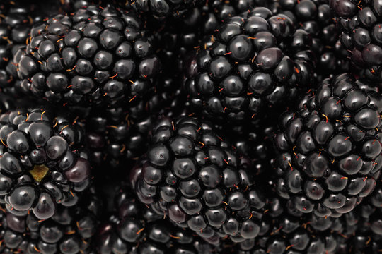 Close-up view on ripe blackberries