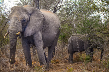 Elephants in Kruger national park - South Africa