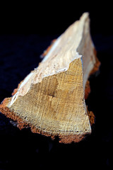 Detail of oak logs isolated on a black background