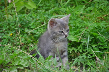 Small kitten on a background of green grass