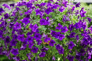 Obraz premium Beautiful white and purple petunia flowers close up