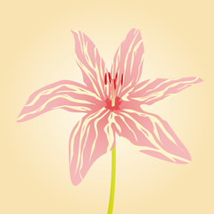 Lily flower on the light background
