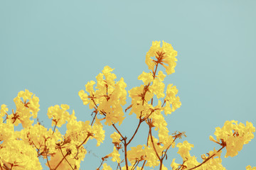 Yellow tabebuia flower blossom