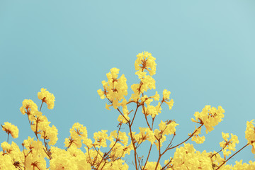 Yellow tabebuia flower blossom