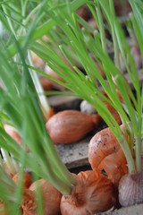 проросший лук зеленый