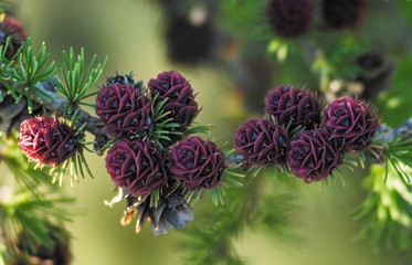 Cones of larch 
