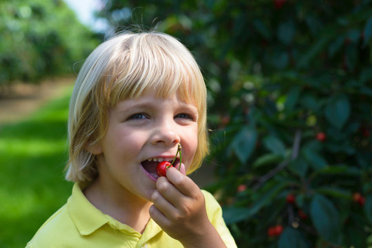 Closeup portrait  little smiling boy eating cherry in cherry garden