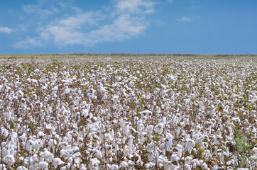 Cotton Farm © Sondem