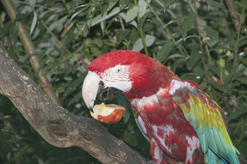 Papagei Ara (lat. Psittaciformes)  beim Apfelfressen