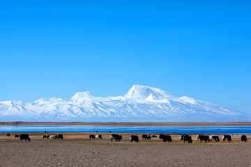 Gurla Mandhata Peak and heard of yak in Tibet