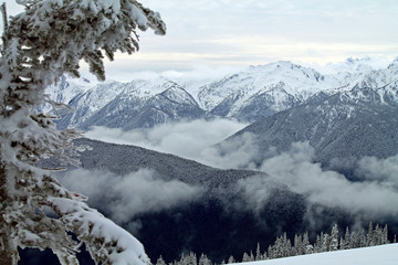 Snow-capped Mountains Framed by a Snowy Evergreen