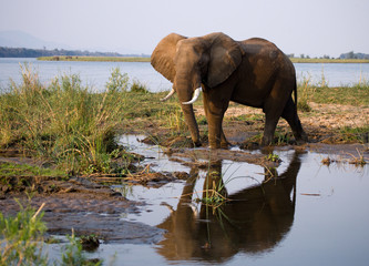 Naklejka premium The elephant stands next to the Zambezi river with reflection in water. Zambia. Lower Zambezi National Park. Zambezi River. An excellent illustration.