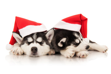Puppies husky in santa hat