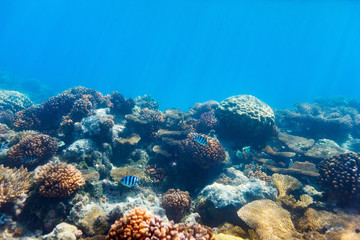 Fototapeta na wymiar Coral reef