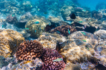 Coral reef