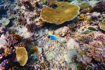 Coral reef underwater