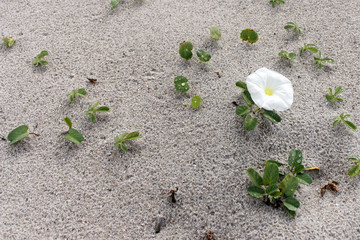 White Morning Glory Beach Flower