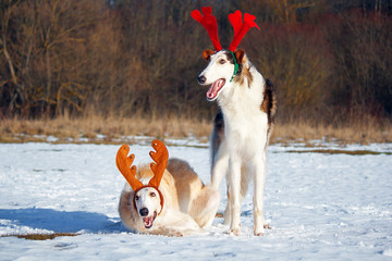 The dog as a Christmas reindeer