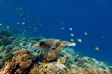 Obraz na płótnie Canvas Coral reef underwater