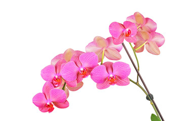 Naklejka na ściany i meble Pink orchid flower, isolated on white background