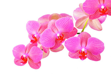 Fototapeta na wymiar Pink orchid flower, isolated on white background