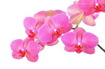 Obraz na płótnie Canvas Pink orchid flower, isolated on white background